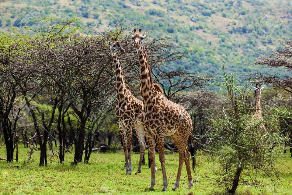 8 Days Kenya Wilderness Budget Lodge Safari
